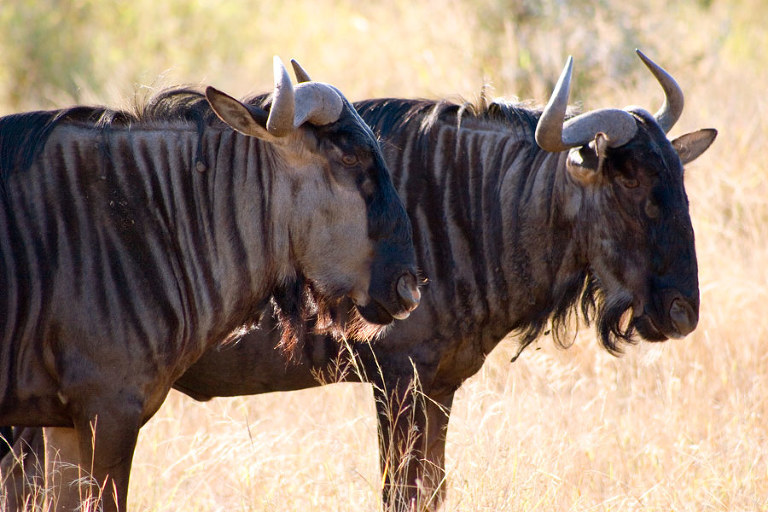 Wildebeest