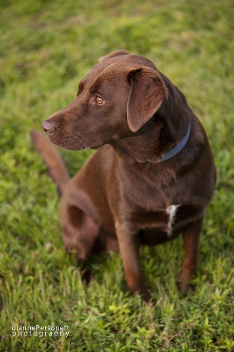 WInston-Salem engagement photographer