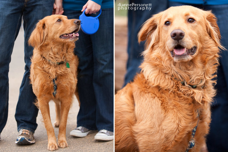 Charlotte engagement photos with a dog
