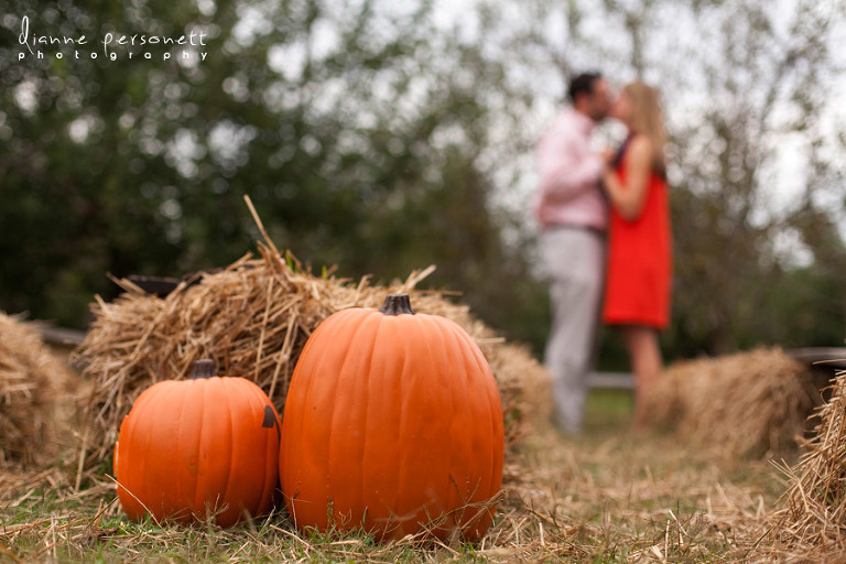 windy hill orchard & cider mill sc